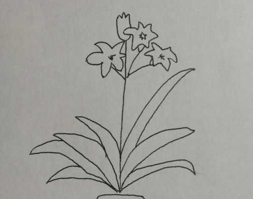 怎么画一盆带有花朵的君子兰卡通简笔画来看看吧