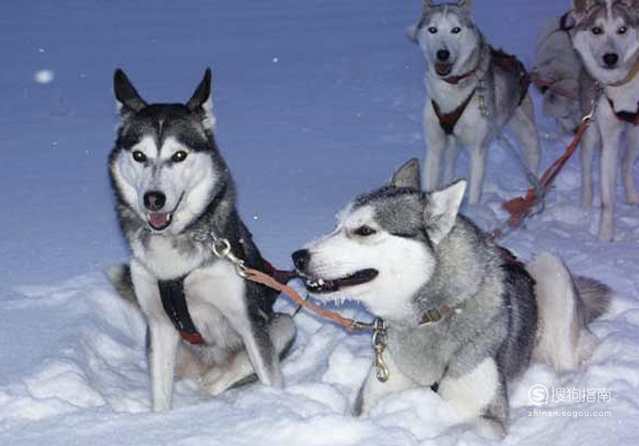 为什么萨摩耶犬阿拉斯加哈士奇是雪橇三傻