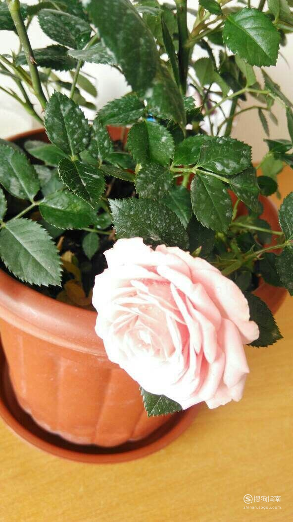 月季花花枝上有白斑怎么办大师来详解