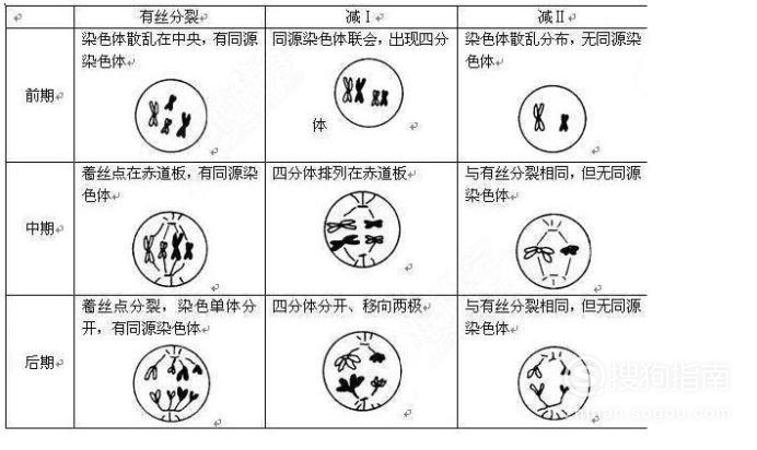 如何分辨减数分裂和有丝分裂各个时期的变化