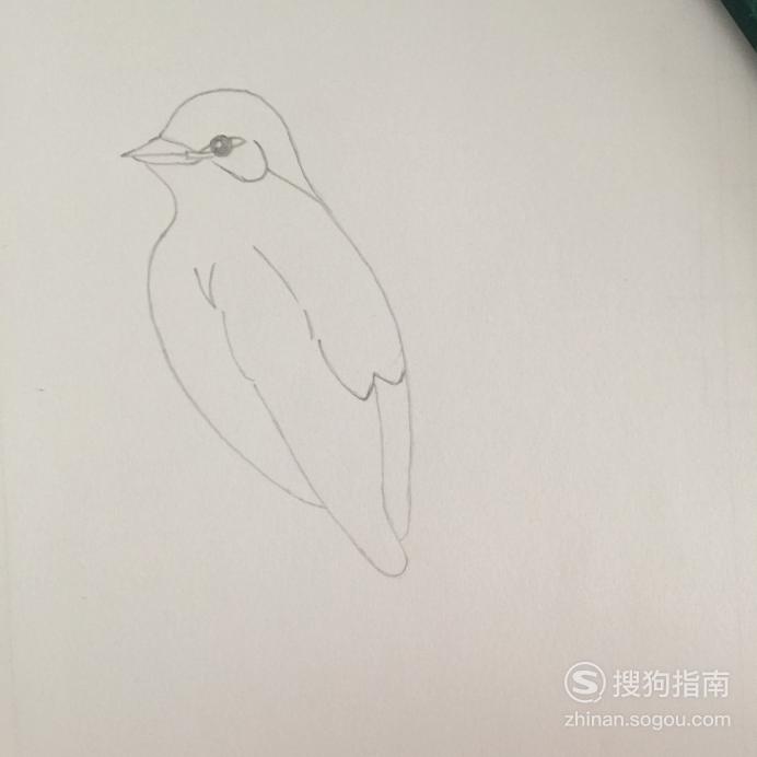 简笔画剪尾捕蝇鸟的画法这些知识你不一定知道