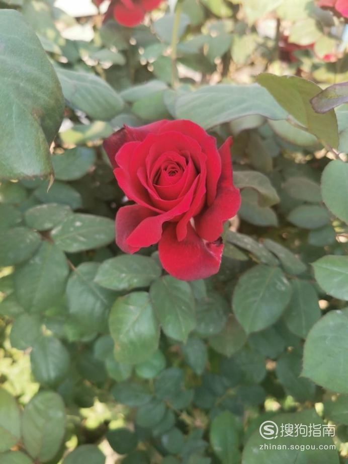 月季花花枝上有白斑怎么办大师来详解