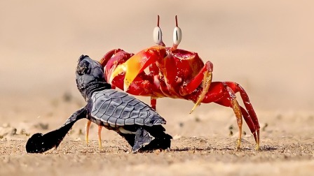生存的挑战：海龟宝宝遭沙蟹围追堵截