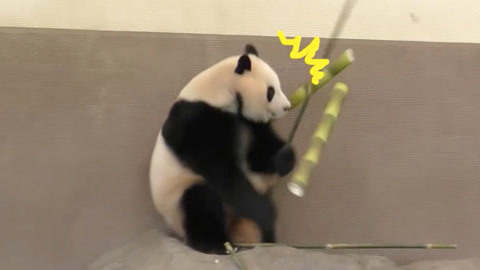 太可爱了！ 吃货大熊猫被竹子不小心砸到，整只熊都蹦了起来
