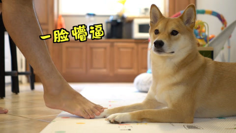 爆笑！当主人“不小心”踩到柴犬的脚，柴犬会有什么反应呢?
