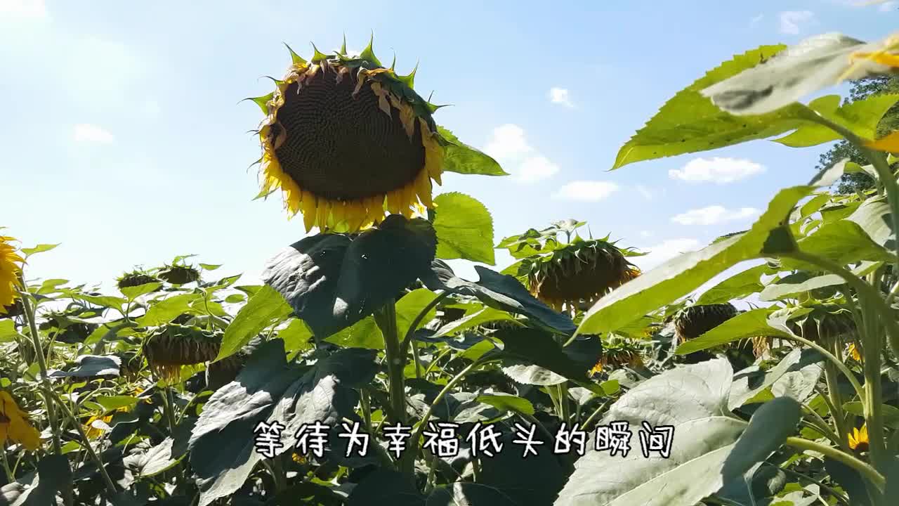 咚哥原创新歌《山葵花》MV 上线绽放