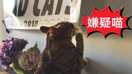 狸花猫就是喵界熊孩子 刚贴好的画就给撕了 连打十几下都不管用