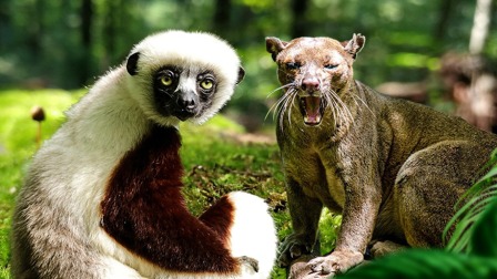 马达加斯加顶级捕猎者 灵猫VS狐猴激烈大战