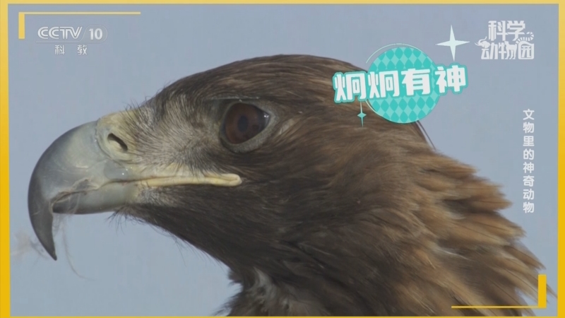 《科學(xué)動物園》 20240524 文物里的神奇動物