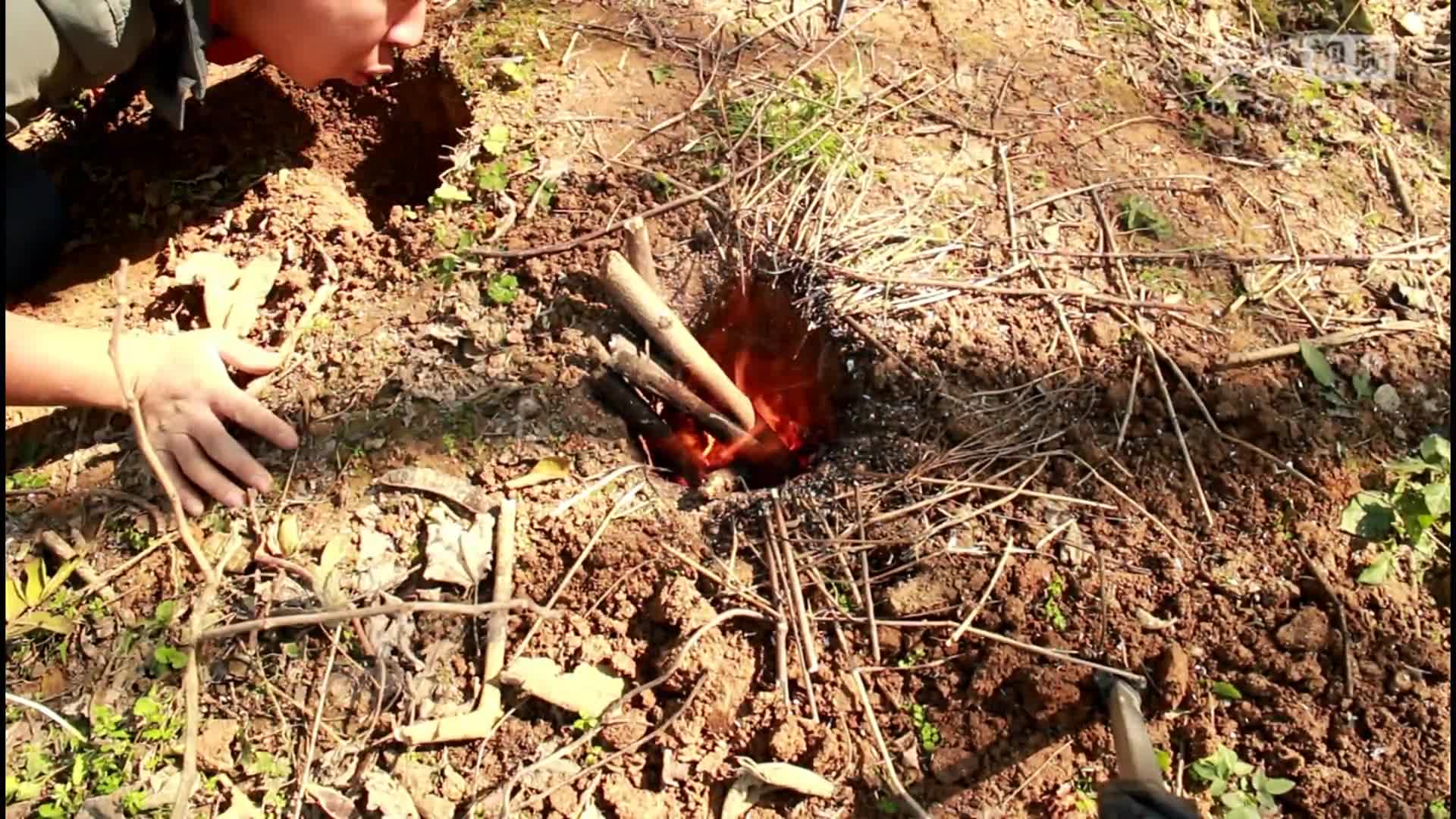 野外生存超牛逼的植物-艾蒿制作引火物