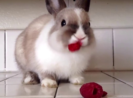 一只偷吃了树莓的美兔