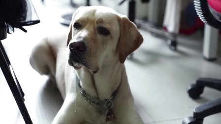 你是我的眼 盲人女孩与忠犬金宝 10