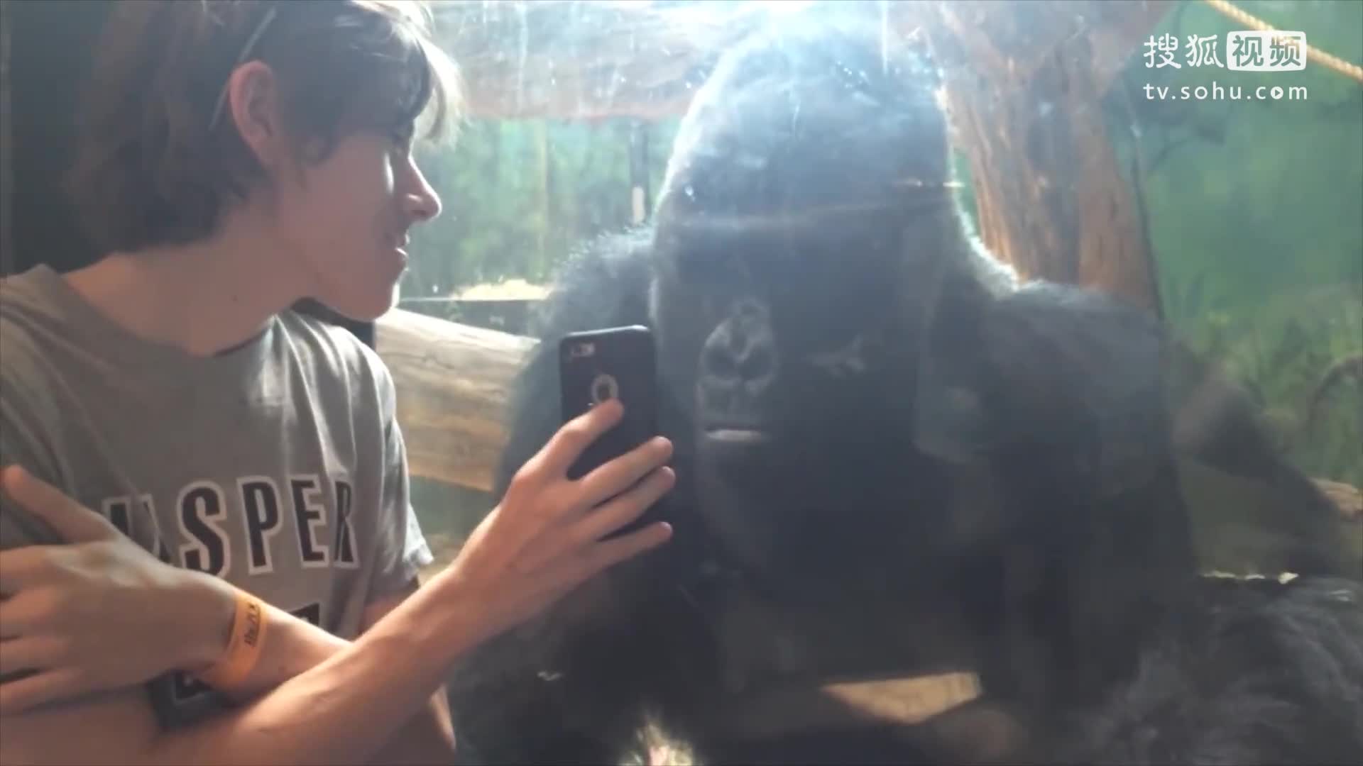 中招！三大呆萌高发人群