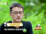 熊猫宝宝产前减肥