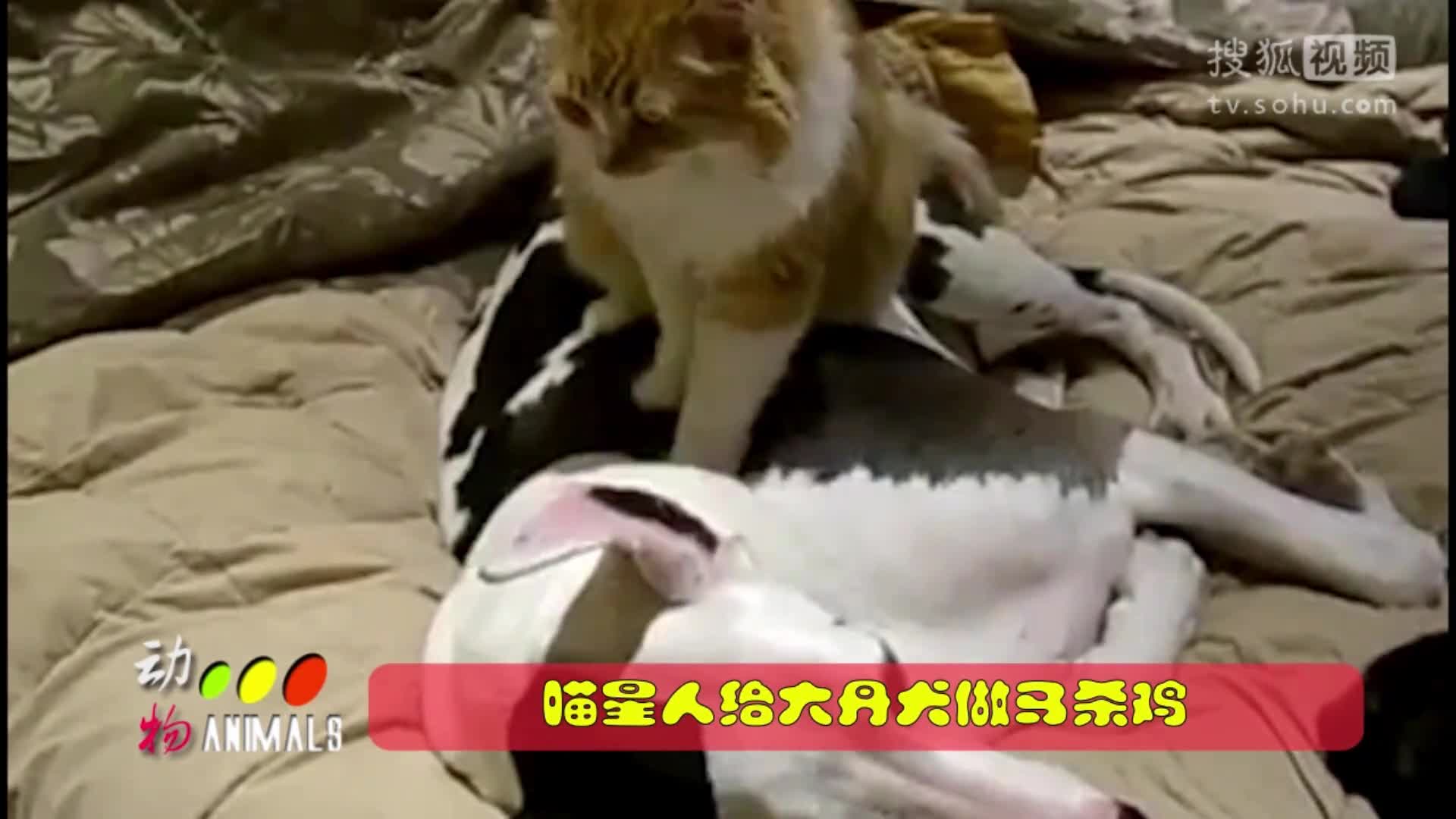 【神马看世界】当动物们融入到人类生活中后（二）