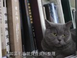 马未都与观复猫