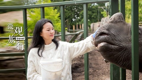 與愛丁堡動物園的第一次親密接觸 詠梅喂犀牛吃胡蘿卜