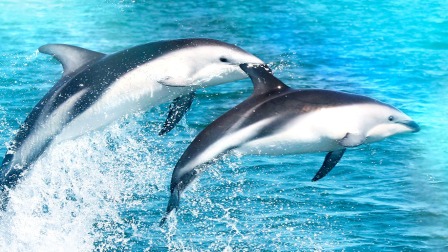 动物界奇葩求偶姿势 海豚求爱招数五花八门