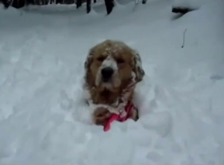 见到雪疯狂撒欢的汪