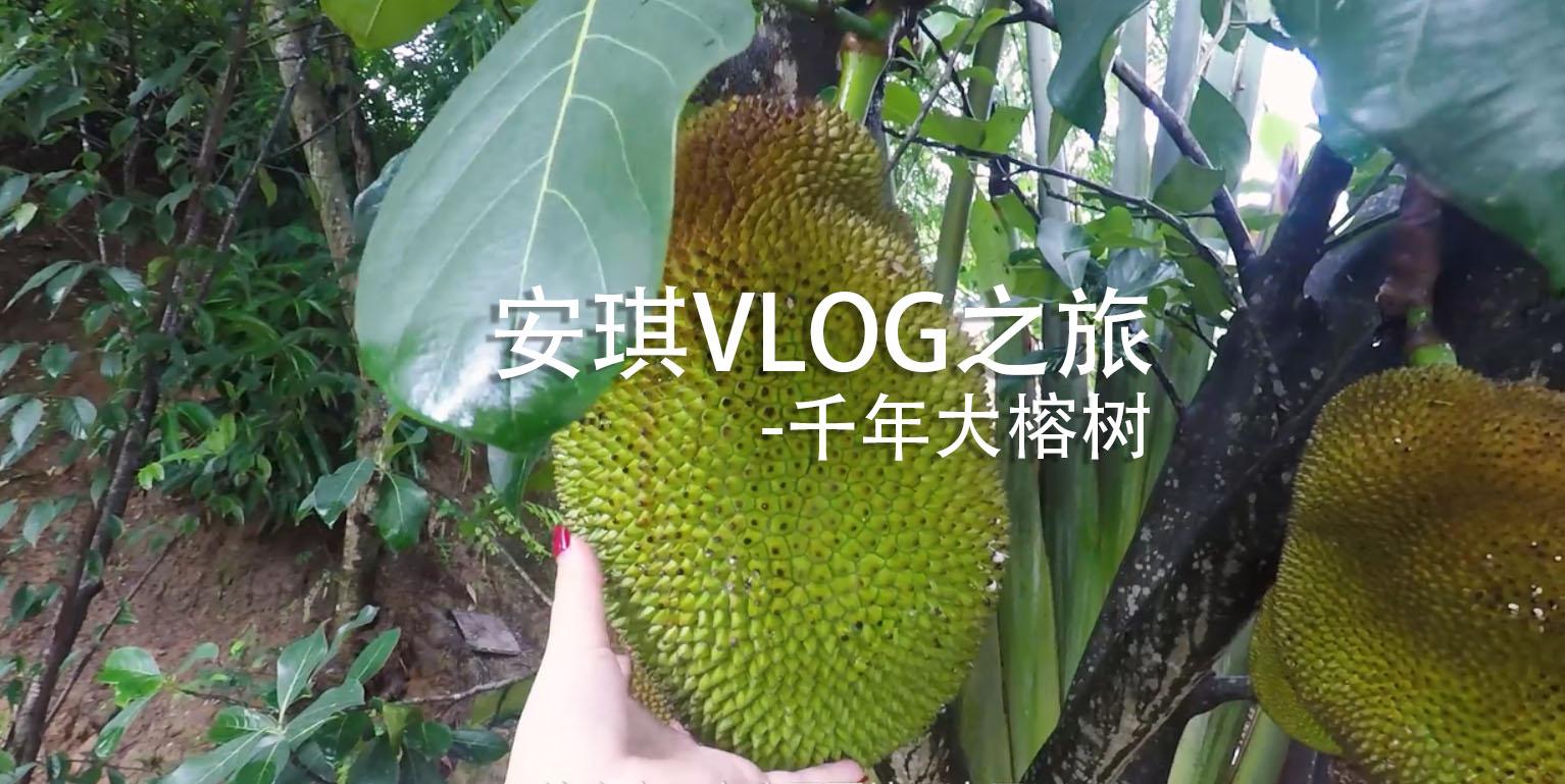 #vlog# 探訪中緬邊境古寨里的百年大榕樹，獨木成林，震撼！