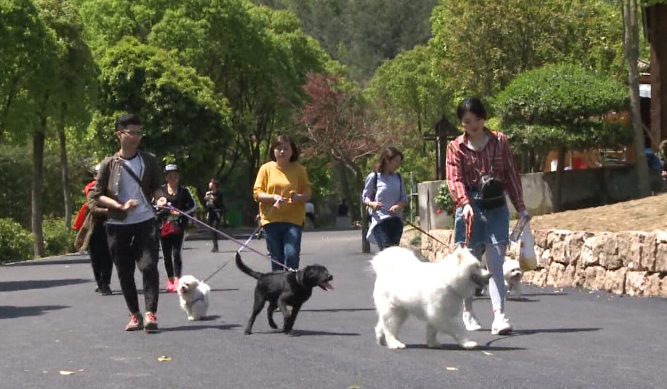 《逗比实验室》：宠物也会恐高吗？