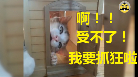 主人逗弄小萌猫 差点让它抓狂 65