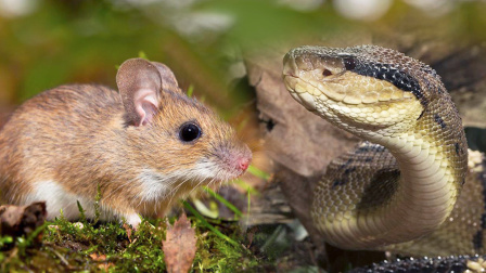 亚马孙雨林：毒性最强的蝮蛇之一 南美蝮蛇一击必杀老鼠
