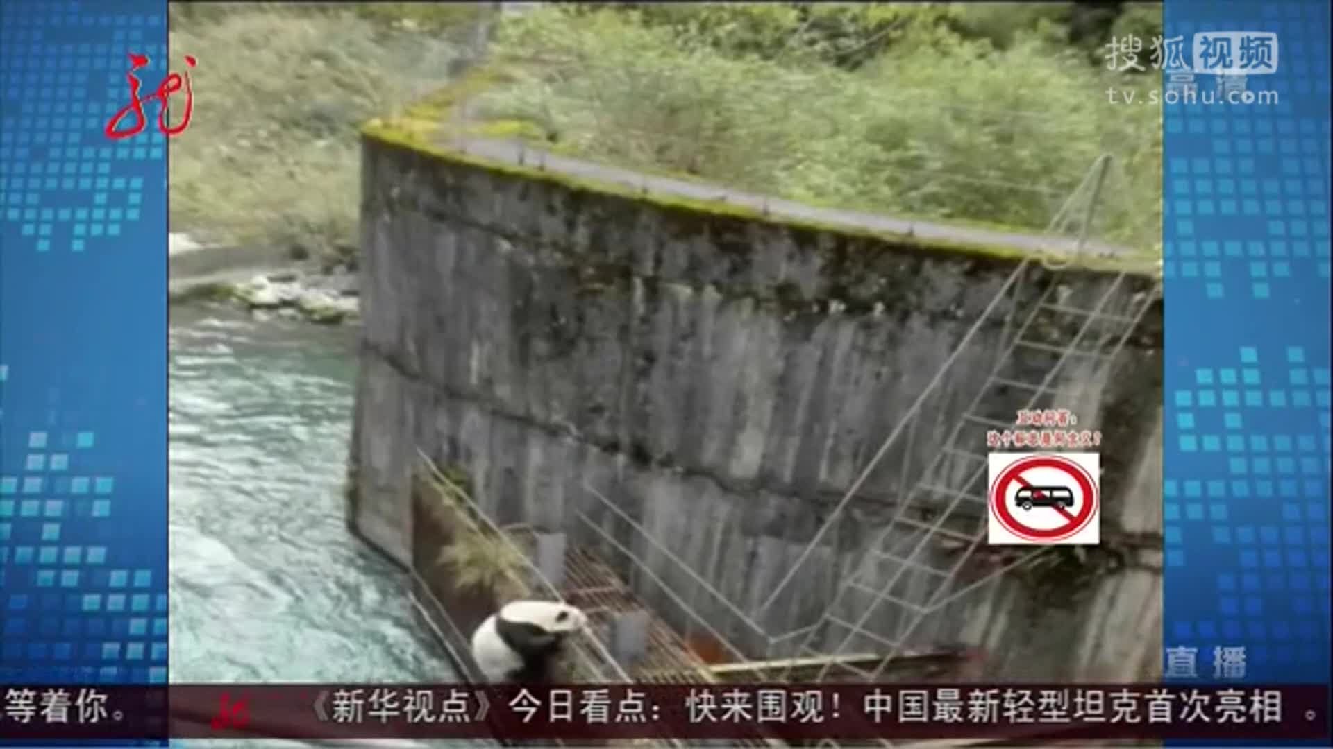 四川：野生大熊猫误入水电站