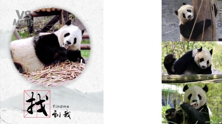 走访都江堰熊猫基地 熊猫私下还有这么多面