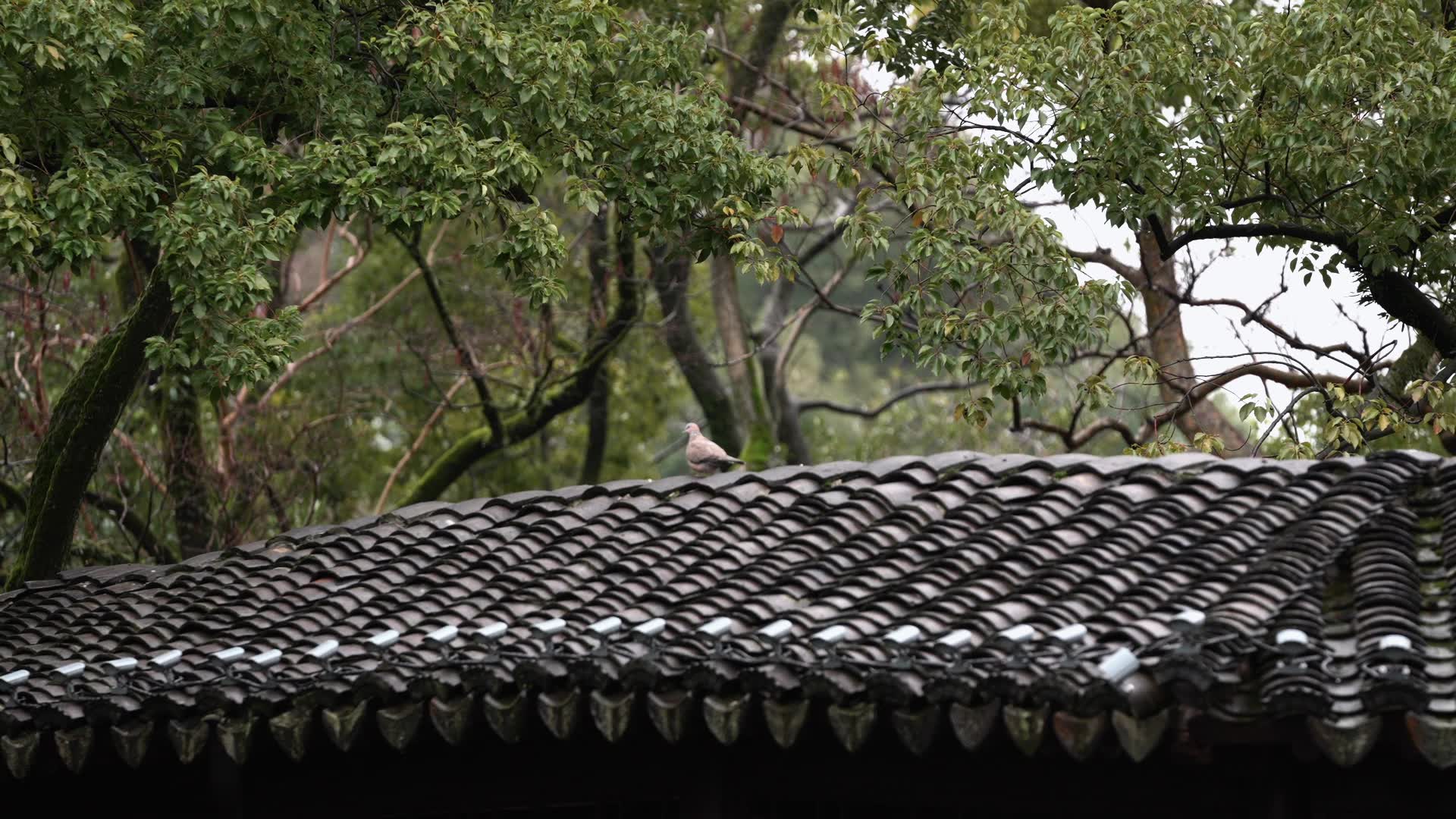 2-雨水｜光和雨能到达的地方，是每一个生命的目的地