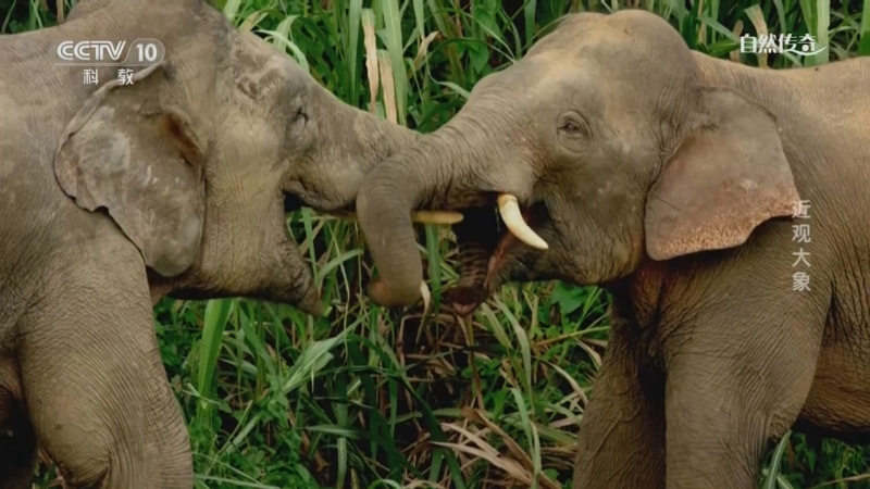 《自然传奇》 20230530 近观大象