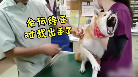 戏精柴犬去打针，刚擦消毒棉就开始哀嚎！医生: “还没开始啊”