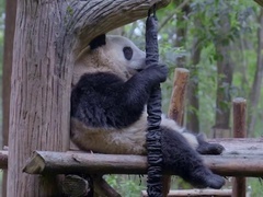 熊猫家园第2集 大熊猫通过野化训练回归自然