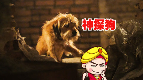 唐唐说电影：最聪明狗狗