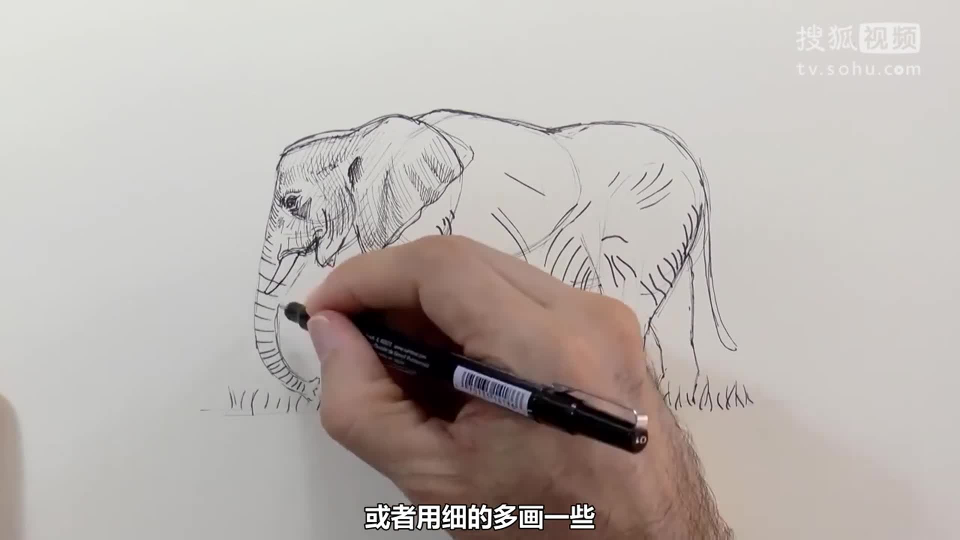 大象大象！教你用记号笔画非洲象！