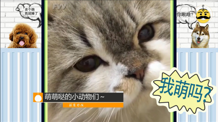 为什么这么厉害的猫都是别人家的 好想要啊 69