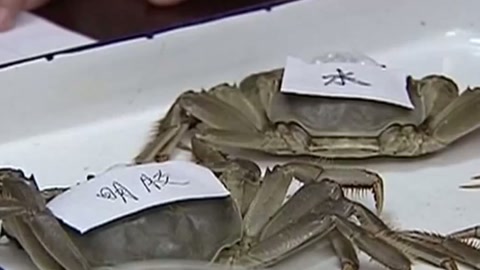 【谣言】螃蟹注胶充蟹膏？