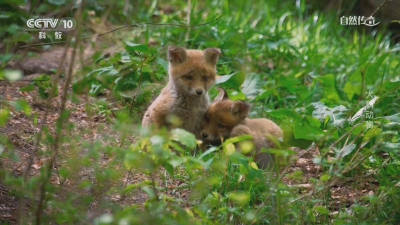 《自然傳奇》 20240603 犬科動物