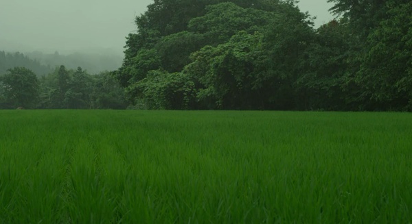 《小森林 夏秋篇》全集-高清电影完整版-在线观看-搜狗影视