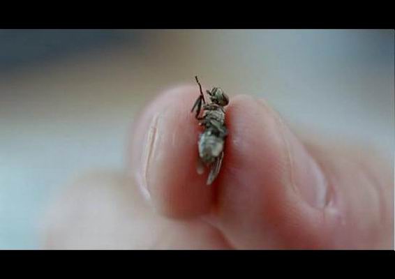 《13骇人游戏 (2006)》-高清电影