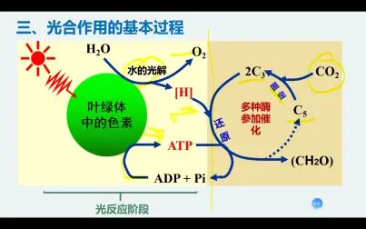 [图]2.光合作用的过程