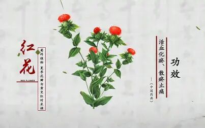 [图]《本草中国》 红花