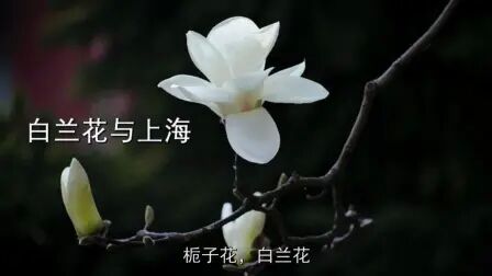 [图]色、味、情花儿的语境系列科普节目之白兰花与上海