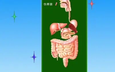 [图]伤寒发病机理动画