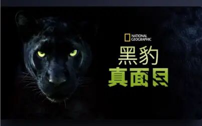 [图][国家地理频道] 黑豹真面目 The Real Black Panther