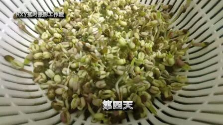 [图]豆芽生长全过程