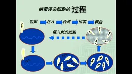 [图]新冠病毒vs免疫系统