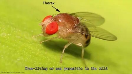 [图]Online Developmental Biology_ Introduction to Drosophila