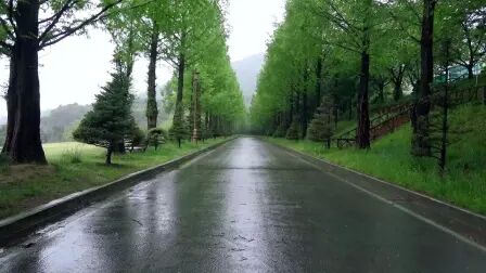 [图]下在林荫道的平静的春雨下雨的风景。汽车里的雨声。治愈。休息