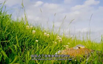 [图]《Tiny World》小小世界第二季-01.草场